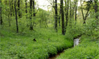 Revier Straach im Frühling