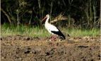 Storch